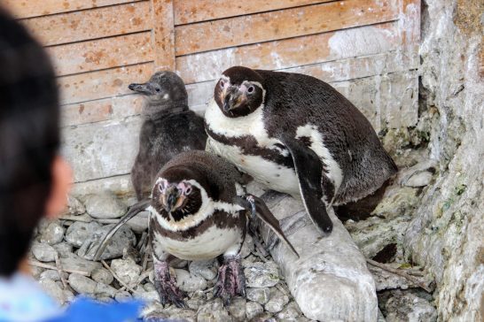 警戒するフンボルトペンギン