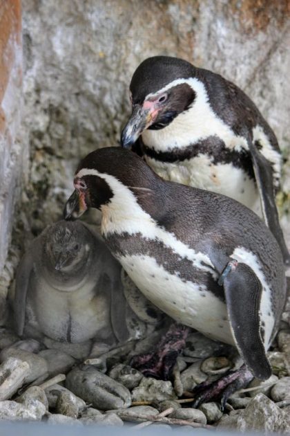 親子で羽づくろいするフンボルトペンギン