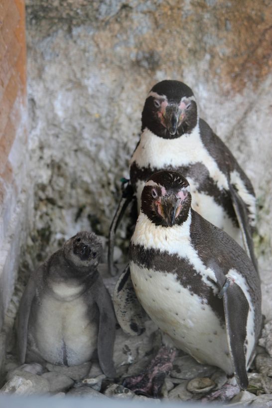 仲睦まじいフンボルトペンギンの家族
