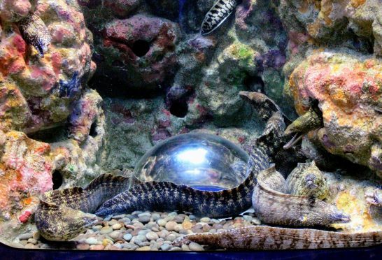 ウツボ気分に浸れる水槽