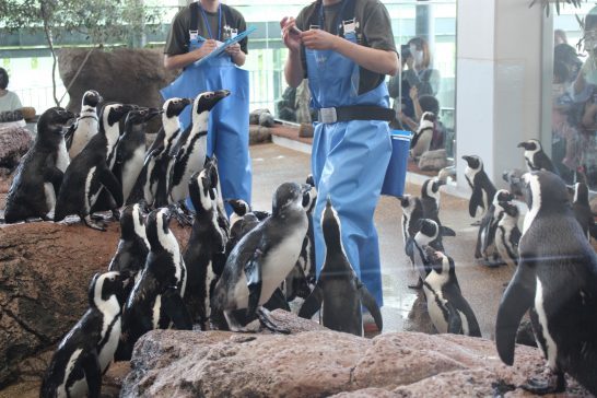 飼育員さんを取り囲むペンギンの群れ