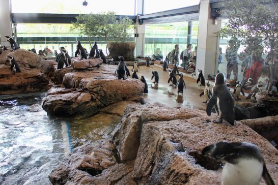 京都水族館のペンギンプール