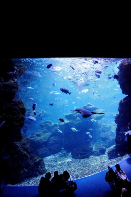 京都水族館の大水槽