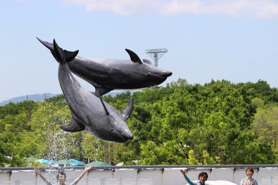 京都水族館のイルカスタジアム