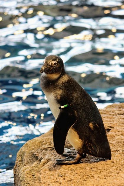 ペンギンの個体識別用バンド