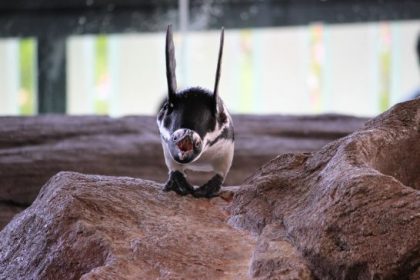 ケープペンギンの伸びのポーズ