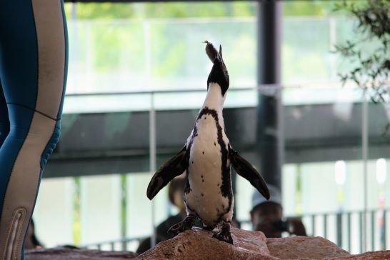 人懐っこいペンギンの「しちじょう」