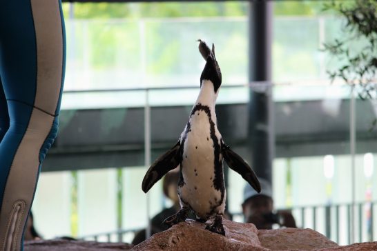 京都水族館｜さぁさぁお立ち会い！ペンギンのご飯が始まるよ