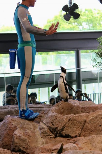 餌をねだるペンギンの「しちじょう」