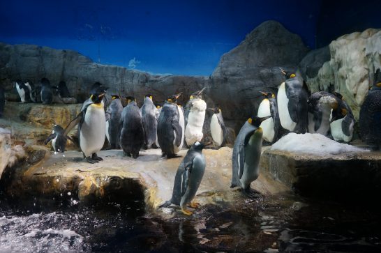 海遊館の南極水槽