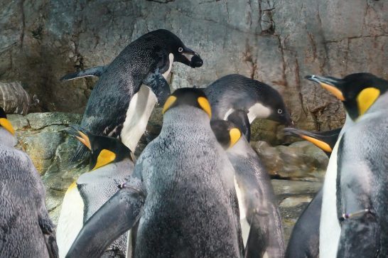 小石を運ぶアデリーペンギン
