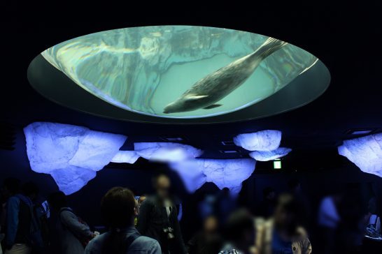 海中コーナーから見るワモンアザラシ