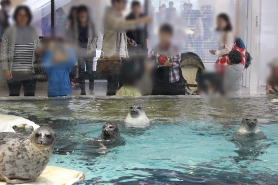 水面から頭を出すワモンアザラシ