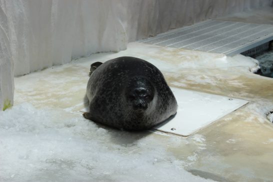 スライムのようなアザラシ