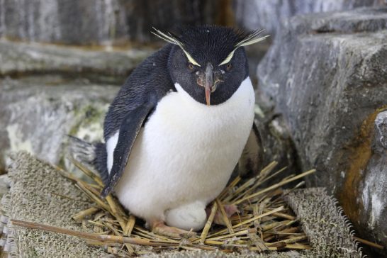 海遊館で抱卵中のイワトビペンギン