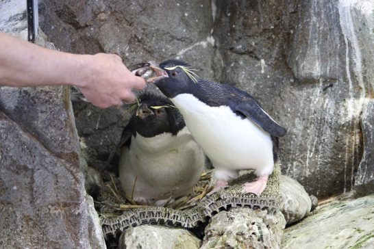 飼育員さんからお魚をもらうイワトビペンギンのつがい