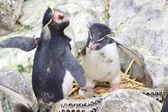 威嚇するイワトビペンギン