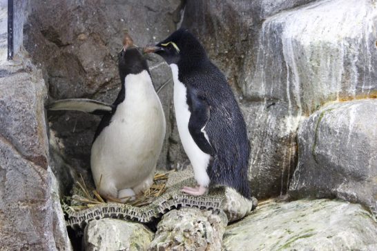 羽繕いをするイワトビペンギンのつがい