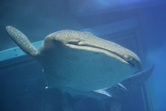 ジンベイザメの正面顔