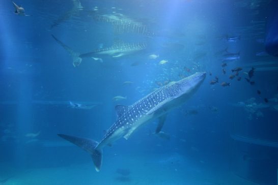 海遊館のジンベイザメ