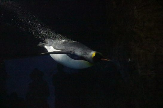 水中を泳ぐキングペンギン
