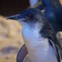 メルボルン観光 丨 フィリップ島のペンギンパレード