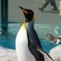 東武動物公園（埼玉県）丨 ペンギン界の王：キングペンギンとの謁見