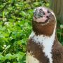 埼玉県こども動物自然公園丨 世界最大のフンボルトペンギン生態園