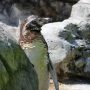 よこはま動物園ズーラシア（神奈川県）丨 フンボルトペンギン観察記