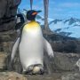 鴨川シーワールド（千葉）丨卵を抱くキングペンギン