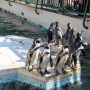 羽村市動物公園（東京）｜フンボルトペンギンのお魚争奪戦