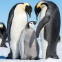 ペンギンの特徴 | 世界の全１８種類