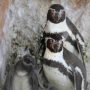 伊豆・三津シーパラダイス（静岡県）｜フンボルトペンギンの仲良し家族