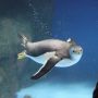 横浜・八景島シーパラダイス｜7種のペンギンと出会える水族館