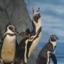 新江ノ島水族館｜ペンギンの個性を徹底解説【おすすめのショー】